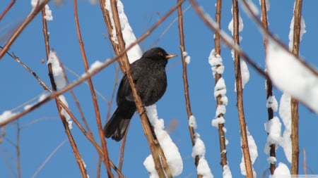 black bird - bird, black, branch, snow