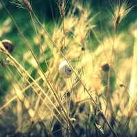 snail shells