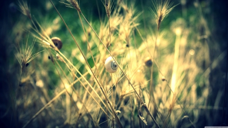 snail shells - snal, shell, green, grass