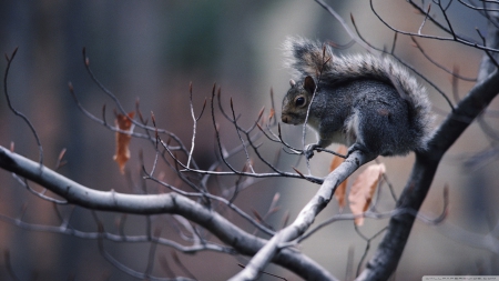 squirrel in a tree - twig, tree, squirrel, branch