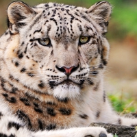 white snow leopard