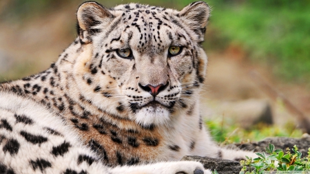 white snow leopard - cat, white, leopard, snow