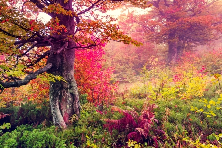 Autumn - fall, autumn, forest, leaves, tree