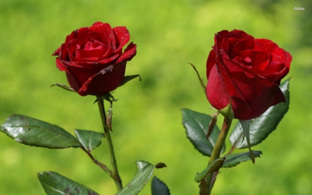 red roses - red, flower, rose, green