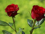 red roses