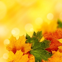 Autumn background