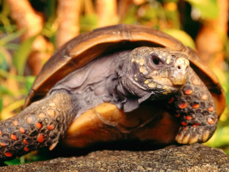 tortiose - rock, tortiose, animal, tree