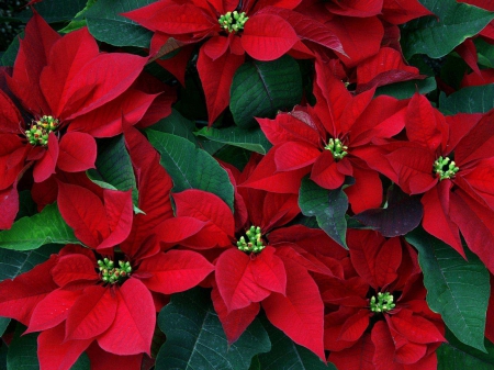 red flowers - leaf, red, flower, green