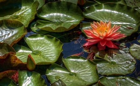 Resting on the water - lake, lotus, water, resting, flower