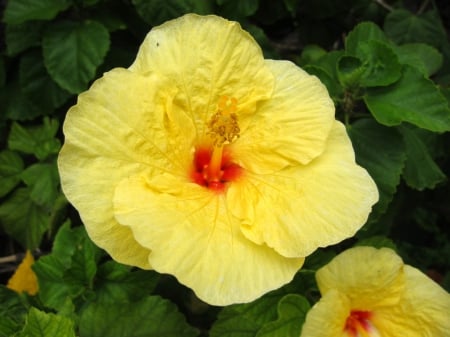 Yellow Hibiscus - flowers, hibiscus, yellow, nature