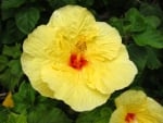 Yellow Hibiscus