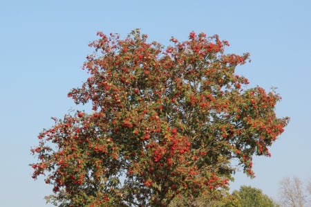 Autumn - nature, fields, autumn, other