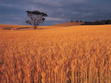 hay field - sky, tree, field, hay