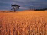 hay field