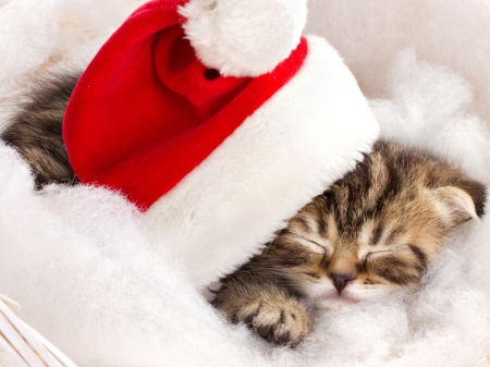 Cute sleeping Santa kitten - kitten, cute, cats, sleeping, Santa hat, animals