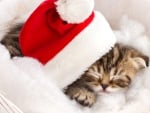 Cute sleeping Santa kitten