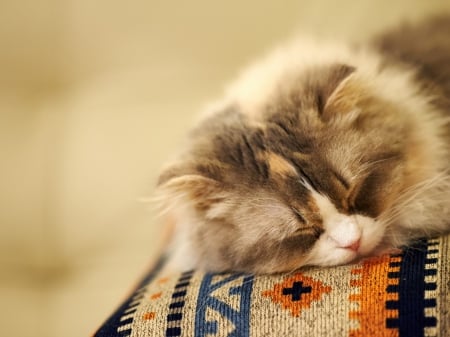 cute sleeping kitty - cute, cats, sleeping, animals, kitty