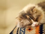 cute sleeping kitty