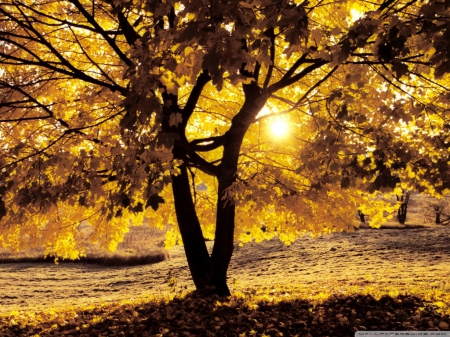 Morning Light in Autumn - nature, morning, autumn, fall leaves, light, tree