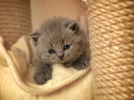 cute grey playing kitten - cats, animals, playing, cute, grey kitten