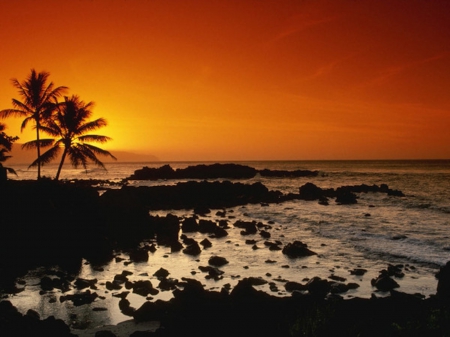 Autumn Sunset - palm trees, ocean, autumn, trees, landscape, sunset, rocks, nature, sea