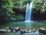 Forest Waterfall