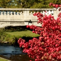 Autumn Bridge