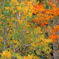 Trees in Autumn