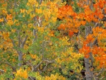 Trees in Autumn