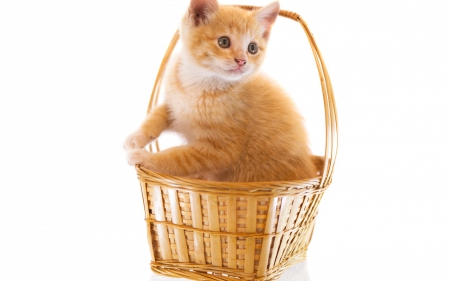 Kitten - white, animal, cute, kitten, cat, orange, basket, ginger