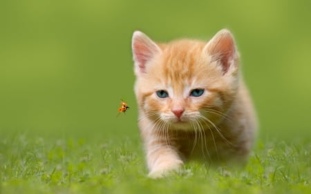 Hunting a ladybug - summer, ginger, ladybug, grass, orange, cat, animal, kitten, green, cute, insect, field