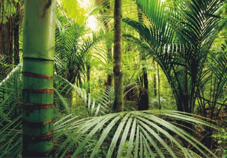 Tropical Forest - forests, nature, tropical, tropical forest, jungle