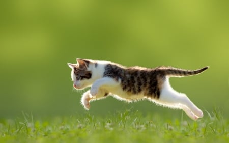 Happy - freedom, cat, summer, field, kitten, animal, green, grass, happy