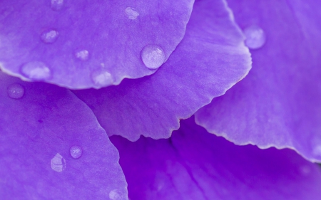 Purple petals - close-up, purple, water drops, macro, flower, petals