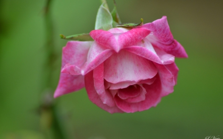 Pink rose - flower, pink, rose, green