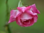 Pink rose