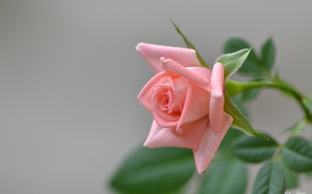 Pink rose - flower, pink, rose, green