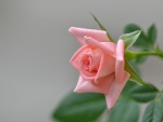 Pink rose