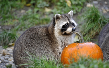 Raccoon - pumpkin, black, halloween, grey, raccoon, animal, orange, green, cute