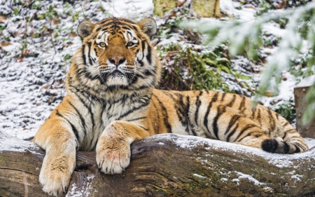 Tiger - animal, winter, tiger, beauty, wood, amur, stripes, orange, tree