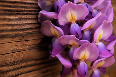 Pretty Purple Flowers - nature, purple, flowers, pretty purple flowers