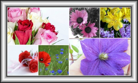 FLOWERS FLOWERS FLOWERS - abstract, flowers, collage, pretty