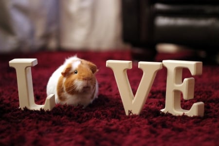 Pet Love - love, beautisul, pet, guineapig, sweetness, text