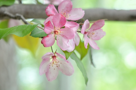 Soft Petals - flowering tree, branch, soft pink, petals, leaves