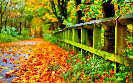 ROAD with AUTUMN LEAVES - season, autumn, landscape, falls, road, nature, pathway, splendor, leaves