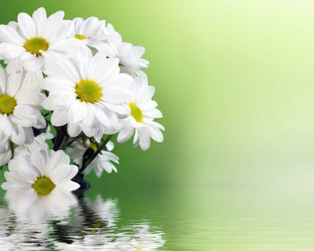 Beautiful Flowers - flowers, white, bloom, art