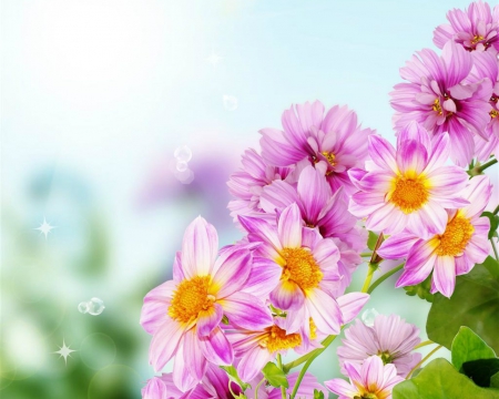 Beautiful flowers - flowers, petals, pink, bloom