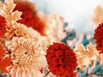 Fall Chrysanthemums