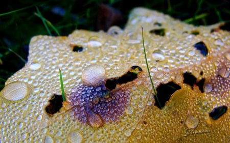 Morning dew on autumn leaf - raindrops, grass, leaves, garden, rain, dew, macro, abstract, close-up, photography, drops, dewdrops, HD, fall, nature, autumn, leaf, wallpaper