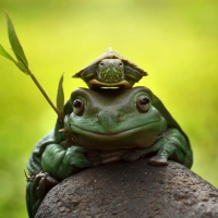 Frog and turtle